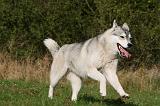 SIBERIAN HUSKY 805
